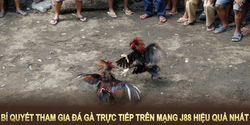 Bí quyết tham gia đá gà trực tiếp trên mạng từ cổng game J88 hiệu quả nhất