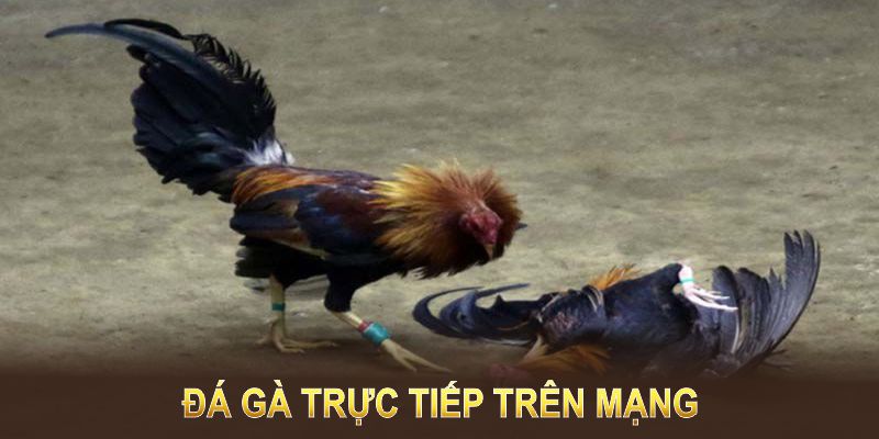 đá gà trực tiếp trên mạng