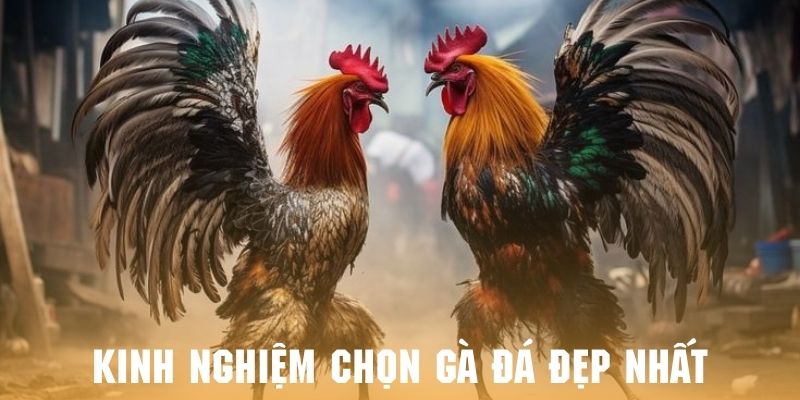 Tham khảo kinh nghiệm chọn cực đỉnh và kỹ năng chiến đấu tốt