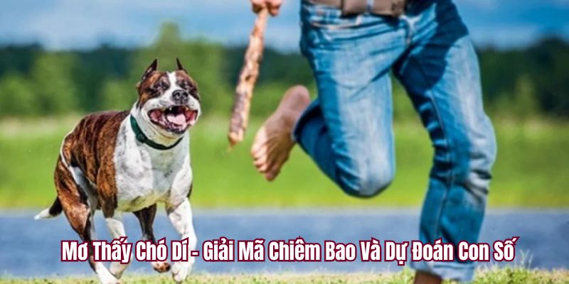 Mơ thấy chó dí